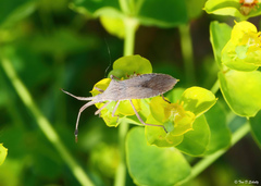 Chariesterus antennator