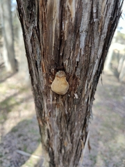 Pyrofomes juniperinus