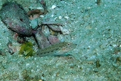 Ctenogobiops crocineus