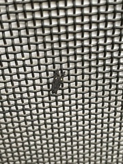 Neumichtis nigerrima