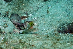 Ctenogobiops crocineus