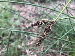 Carex tereticaulis