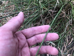 Carex tereticaulis