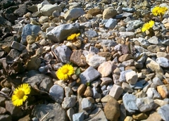 Tussilago farfara