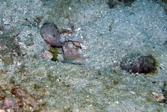 Ctenogobiops crocineus