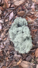 Cladonia evansii