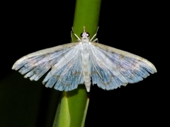 Poliobotys ablactalis