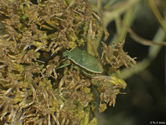 Chlorochroa granulosa