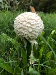 Saproamanita thiersii