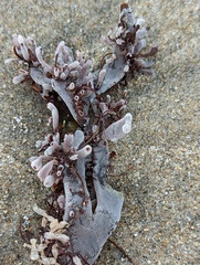 Jellyella tuberculata