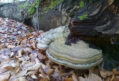 Fomes fomentarius