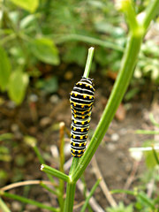 Papilio polyxenes