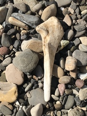 Zalophus californianus