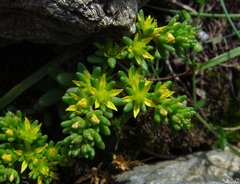 Sedum annuum