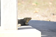 Cyclura nubila