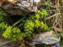 Sedum annuum
