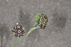 Oxypetalum arnottianum