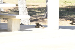 Cyclura nubila