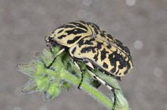 Marmarina tigrina