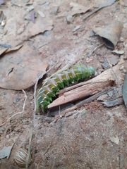 Adeloneivaia subangulata