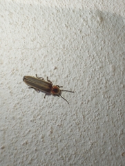 Photinus signaticollis