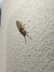 Photinus signaticollis
