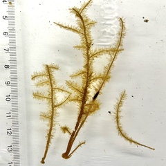 Desmarestia aculeata