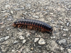 Apheloriini