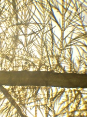 Desmarestia aculeata