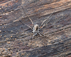 Protolophus singularis