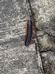 Apheloriini