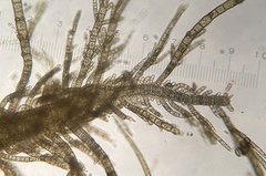 Desmarestia aculeata