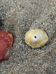 Crepipatella lingulata