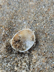 Crepipatella lingulata