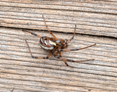 Latrodectus hesperus