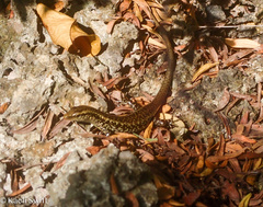 Emoia atrocostata