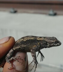 Sceloporus anahuacus