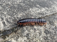 Apheloriini
