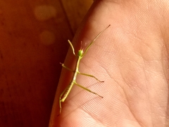 Phasmatinae