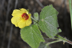 Pavonia argentina