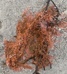 Ascophyllum nodosum