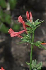 Dicliptera squarrosa