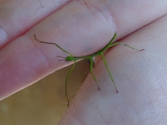 Phasmatinae