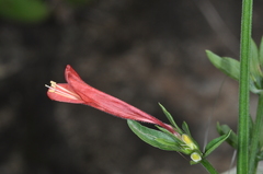 Dicliptera squarrosa