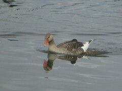 Anser anser anser