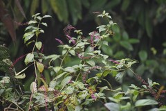 Phytolacca rivinoides