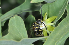 Araujia brachystephana