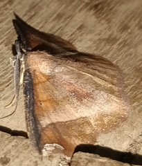 Thysanopyga carfinia