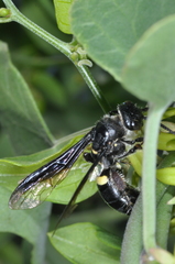 Araujia brachystephana