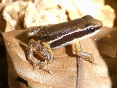 Silverstoneia flotator